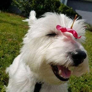 Meet your Posher, Kali